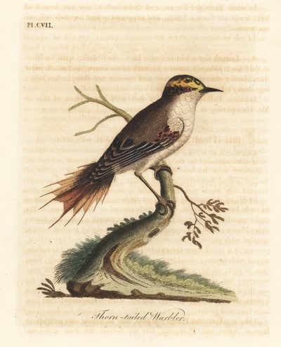 Tornhalerayadito, Aphrastura spinicauda (Tornhalesanger, Sylvia spinicauda). Håndfarget kobberplate tegnet og gravert av John Latham fra hans egen A General History of Birds, Winchester av John Latham