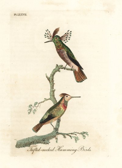 Tuftet haner, Lophornis ornatus (Tufet-nakkede kolibrier, Trochilus ornatus). Mann og kvinne. Håndfarget kobberplate tegnet og gravert av John Latham fra hans egen A General History of Birds, Winchester av John Latham