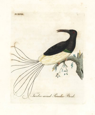 Tolvtrådet paradisfugl, Seleucidis melanoleucus (Paradisea nigricans). Håndfarget kobberplate tegnet og gravert av John Latham fra hans egen A General History of Birds, Winchester av John Latham