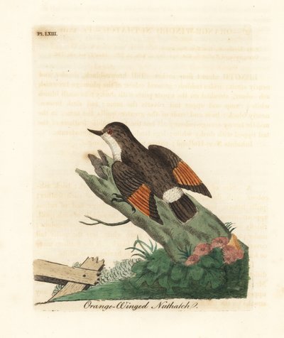 Variert sittella, Daphoenositta chrysoptera (Oransje-vinget nøttre, Sitta chrysoptera). Håndfarget kobberplate tegnet og gravert av John Latham fra hans egen A General History of Birds, Winchester av John Latham