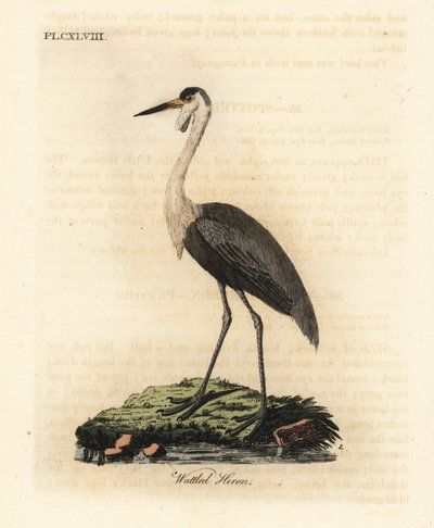 Hodeskalle, Bugeranus carunculatus. Sårbar. (Wattled heron, Ardea carunculata.) Håndfarget kobberplate tegnet og gravert av John Latham fra hans egen A General History of Birds, Winchester av John Latham