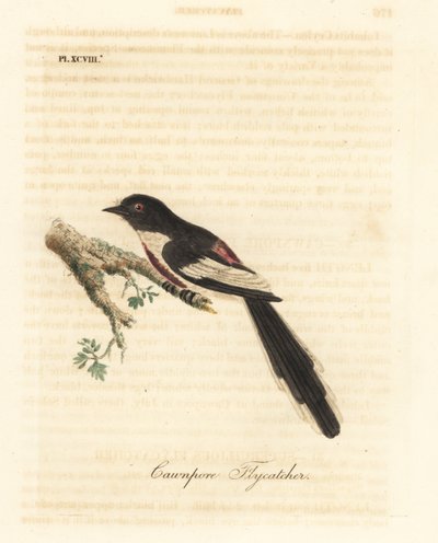 Hvitbuket minivett, Pericrocotus erythropygius (Cawnpore fluesnapper). India. Håndfarget kobberplate tegnet og gravert av John Latham fra hans egen A General History of Birds, Winchester av John Latham