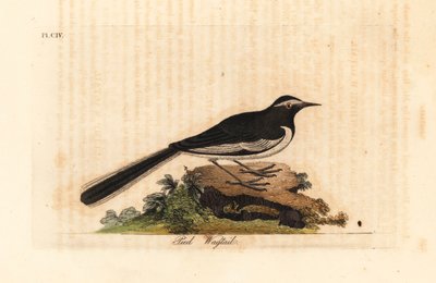 Hvitbrynet vipstjert gullbredfotsvipstjert, Motacilla maderaspatensis. (Indias fotviphale). Håndfarget kobberplate tegnet og gravert av John Latham fra hans egen A General History of Birds, Winchester av John Latham