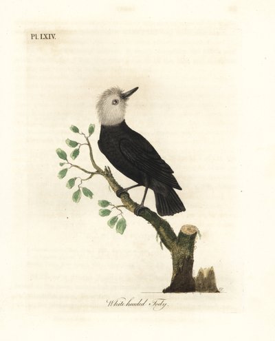 Hvithodet myrtyrann, Arundinicola leucocephala (Hvithodet tody, Todus leucocephalus). Håndfarget kobberplate tegnet og gravert av John Latham fra hans egen A General History of Birds, Winchester av John Latham