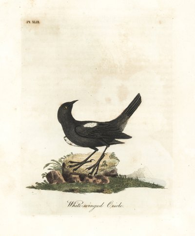 Hvitskuldret tanager, Tachyphonus luctuosus (Hvitvinget oriole, Oriolus leucopterus). Håndfarget kobberplate tegnet og gravert av John Latham fra hans egen A General History of Birds, Winchester av John Latham