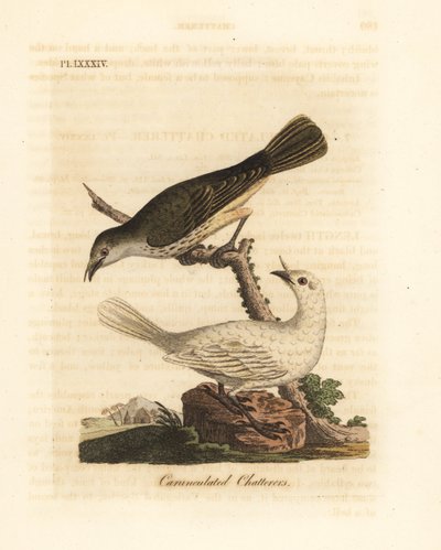 Hvit klokkefugl, Procnias albus, hann og hunn (Carunculated chatterer, Ampelis carunculata). Håndfarget kobberplate tegnet og gravert av John Latham fra hans egen A General History of Birds, Winchester av John Latham