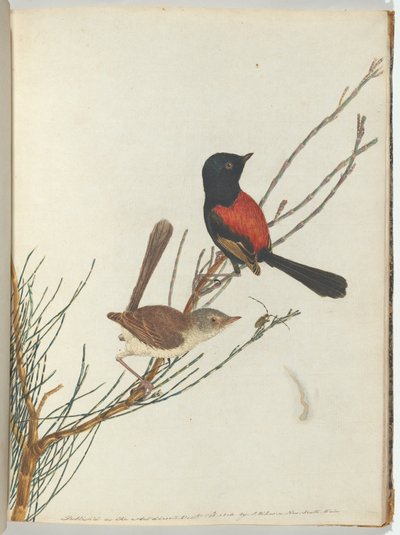 Scarlet & black warbler.Lewin, John. Birds of New South Wales med sin naturhistorie. Sydney - G av John William Lewin