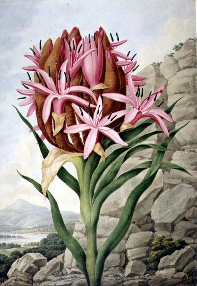 PD.757-1973 Spear Lily (Doryanthes excellsa) av John Lindley