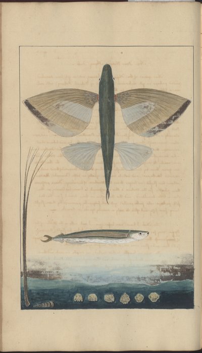 Lindsay Drawings Vol. VII av John Lindsay