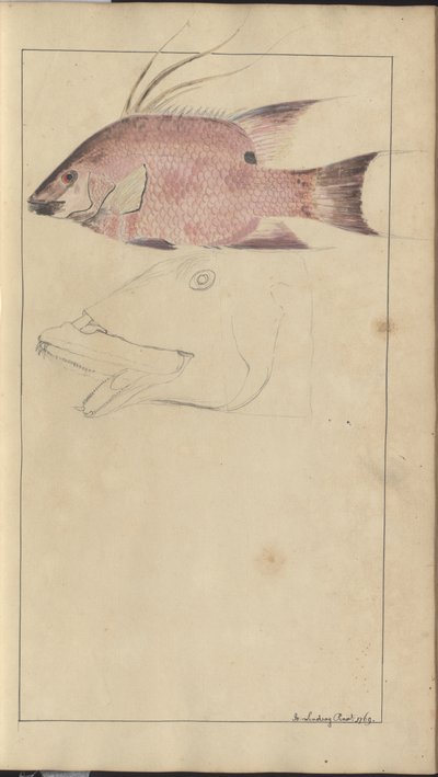Lindsay Drawings Vol. VII av John Lindsay