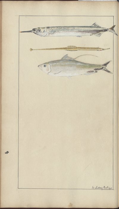 Lindsay Drawings Vol. VII av John Lindsay