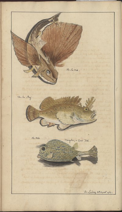 Lindsay Drawings Vol. VII av John Lindsay
