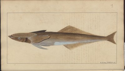 Lindsay Drawings Vol. VII av John Lindsay