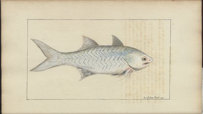 Lindsay Drawings Vol. VII av John Lindsay