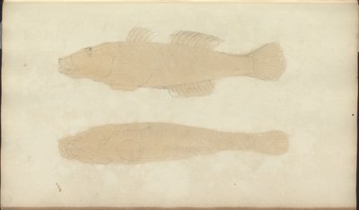 Lindsay Drawings Vol. VII, 21 av John Lindsay