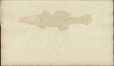 Lindsay Drawings Vol. VII, 22 av John Lindsay