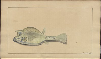 Lindsay Drawings Vol. VII, 25 av John Lindsay