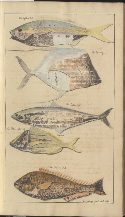 Lindsay Drawings Vol. VII, 2 av John Lindsay