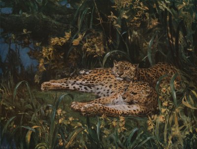 Indiske leoparder, sent på 1800-tallet - begynnelsen av 1900-tallet, ca 1930. av John Macallan Swan