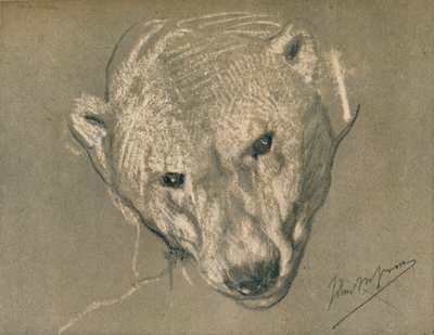 Studie av et isbjørnhode, c1901 av John Macallan Swan