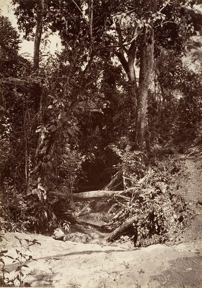 Tropisk landskap, The Brook El Bano, Chipigana, 1871. av John Moran