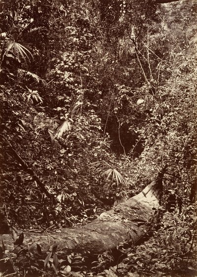 Tropisk natur, Tropisk skog, 1871. av John Moran