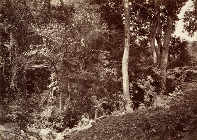 Tropisk landskap, utsikt nær Chipigana, 1871. av John Moran