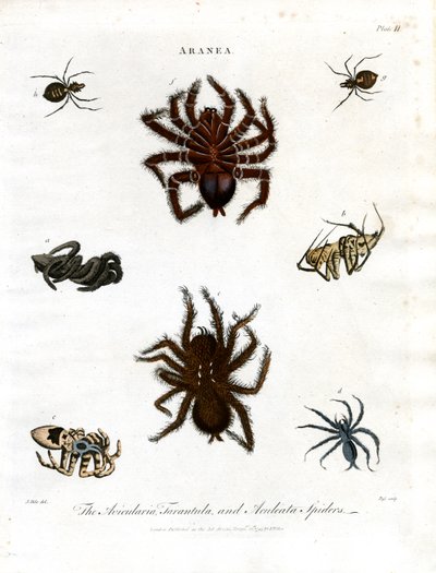 ARANEA: Avicularia; Tarantula og Aculeata edderkopper av John Pass