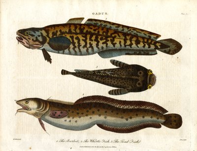Lake; hvittingfisk og paddefisk av John Pass