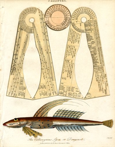 Calipers og Dragonet Fish av John Pass