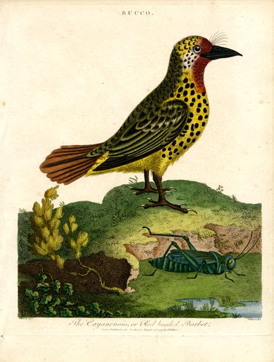 Cayenne Barbet (Bucco) av John Pass