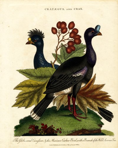 Crataegus og Crax: Blank curassow og meksikansk cashew-fugl med vill servicetre av John Pass