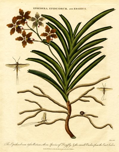 Epidendrum; Ephemera; og Erodius av John Pass
