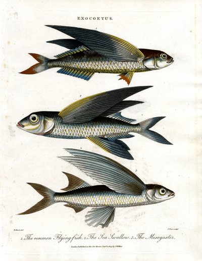 Exocoetus: Flygefisk av John Pass