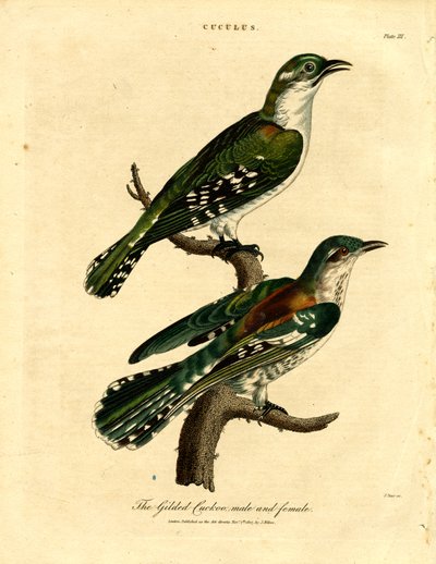 Forgylt gjøk hann og hunn av John Pass