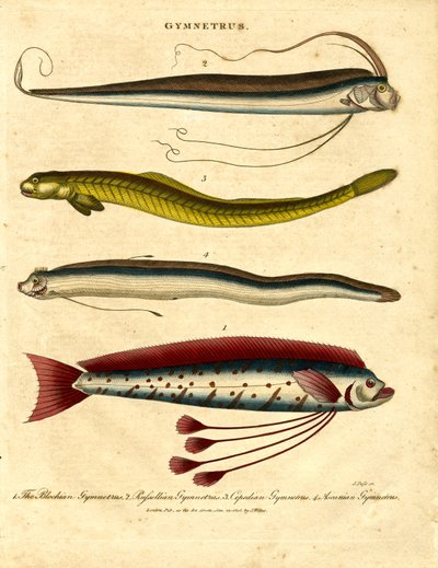 Gymnetrus – Båndfisk av John Pass