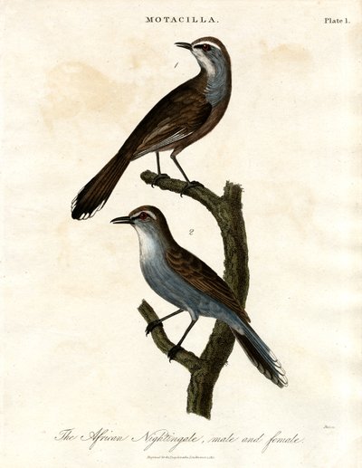 Motacilla - Afrikansk nattergal av John Pass