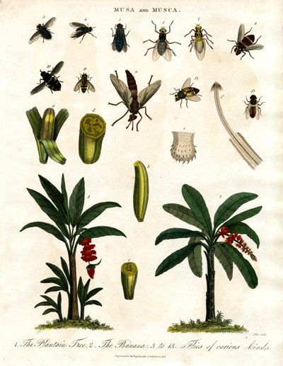 Musa og Musca - Bananplanter og diverse fluearter av John Pass