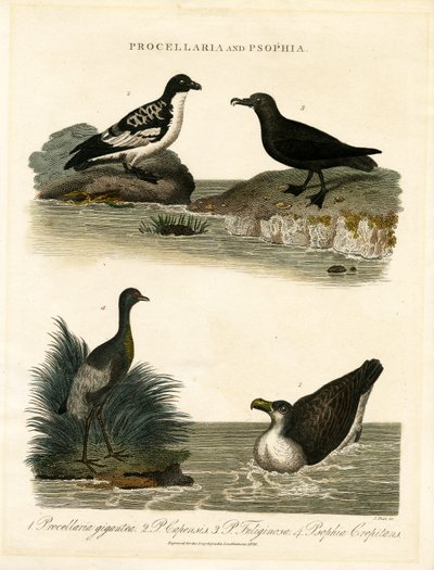 Petreller (Procellaria) og trompetere (Psophia) av John Pass