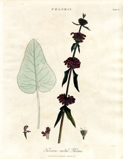 Phlomis: Knollrotet Jerusalem-salvie av John Pass