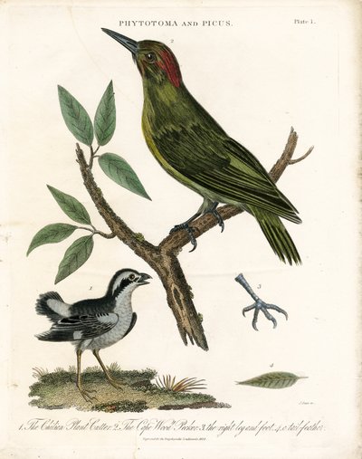 Phytotoma og hakkespett med anatomiske detaljer av John Pass