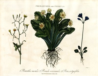 Prenanthes og Primula: Veggsalat; Primula og Helbladet Primula av John Pass