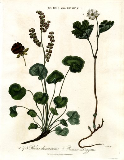 Rubus og Rumex: Multebær og fjellsyre av John Pass