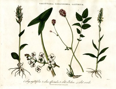 Sagittaria; Sanguisorba og Satyrium: Botanisk representasjon av ulike plantearter av John Pass