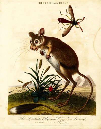 Brilleflue og egyptisk jerboa av John Pass