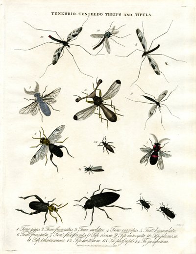 Tenebrio; Tenthedo; Trips og Tipula - Insektmangfold av John Pass