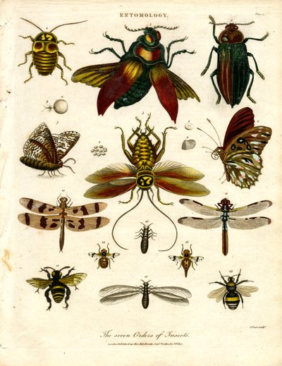 De syv insektordenene av John Pass