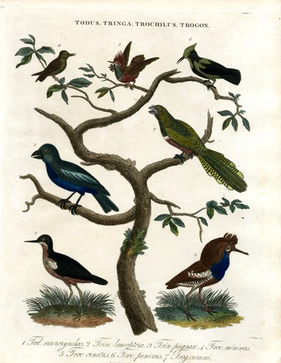Todus;Tringa;Trochilus og Trogon av John Pass