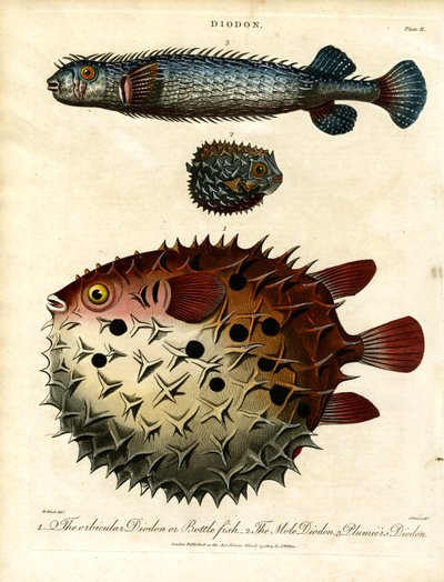 Ulike piggsvinfisk (Diodon) av John Pass