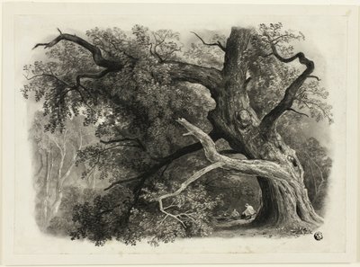Gammelt tre i Billah - Sherwood-skogen av John Rawson Walker